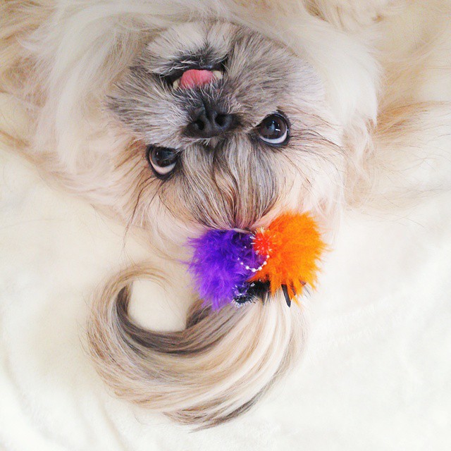 Ez a kutyus az Instagram új sztárja - vicces képek
