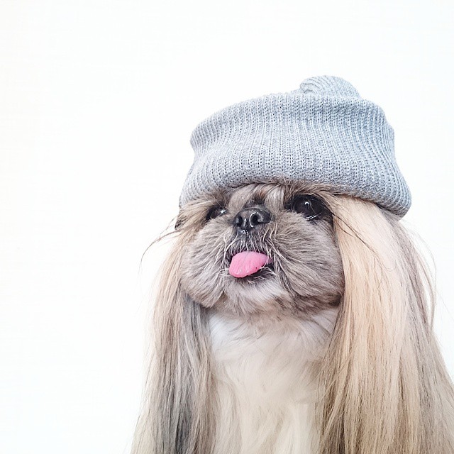Ez a kutyus az Instagram új sztárja - vicces képek