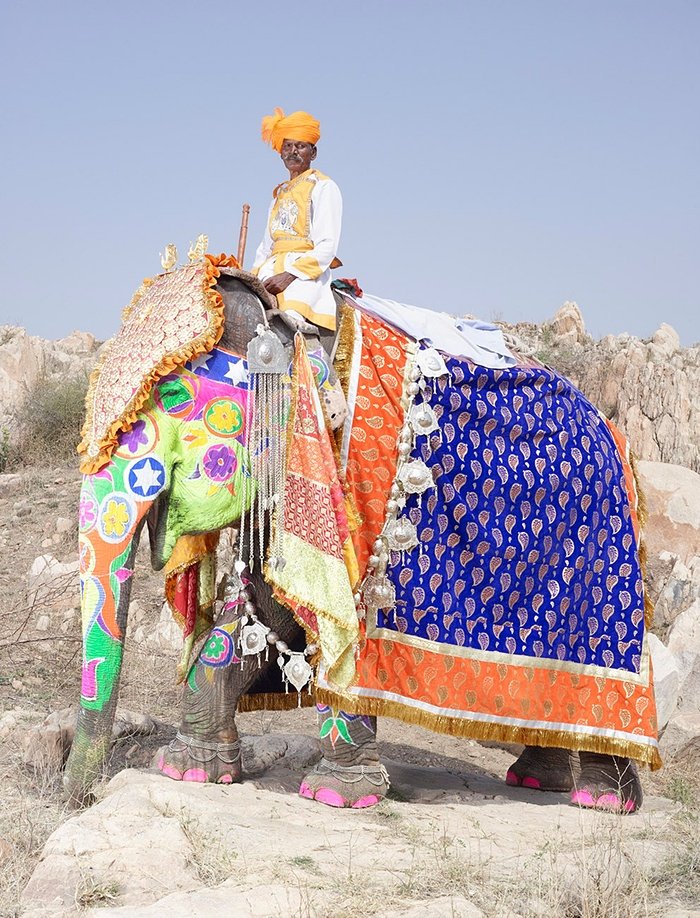 Gyönyörűen feldíszített elefántok az indiai fesztiválon