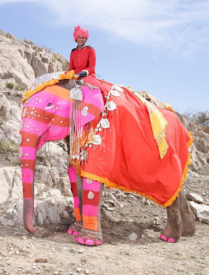 Gyönyörűen feldíszített elefántok az indiai fesztiválon