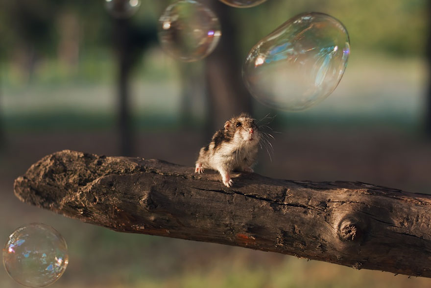 15 elképesztően cuki fotó a hörcsögökről