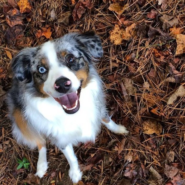 20 boldog kutya, akinek ha megnézed a képeid te is mosolyogni fogsz