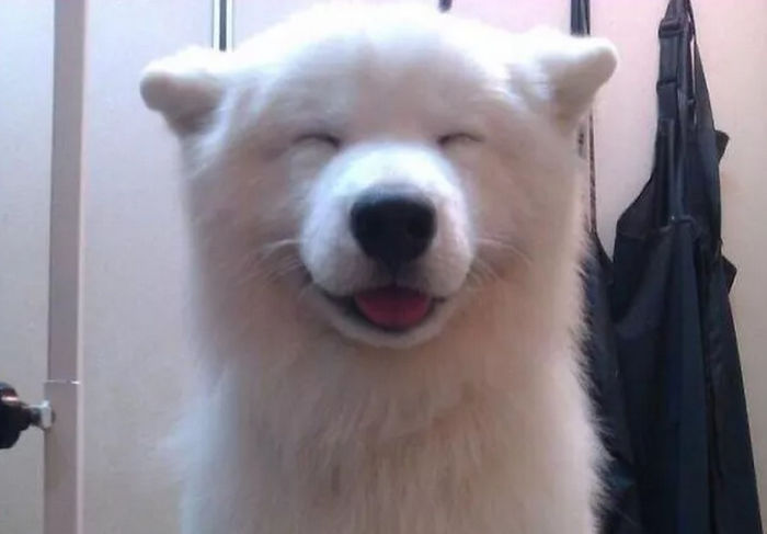 A legcukibb: mosolygó kutyusok, akik szebbé teszik a napod