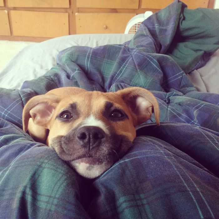 A legcukibb: mosolygó kutyusok, akik szebbé teszik a napod