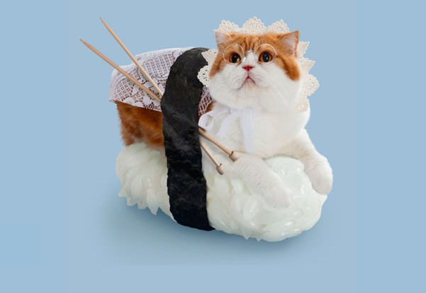 Micsoda? Macskákból készült szusi