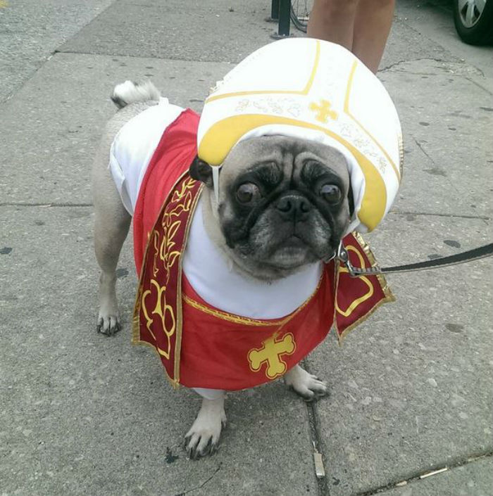 A pápának öltöztetett kutyák robbantják a cukiságbombát