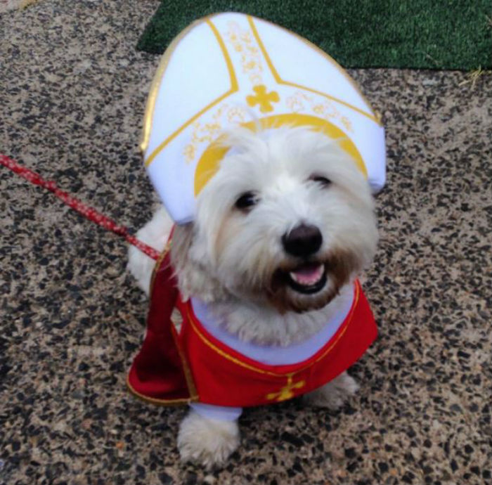A pápának öltöztetett kutyák robbantják a cukiságbombát