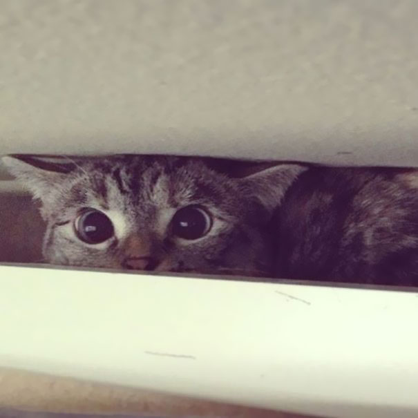 Az instagram elgnépszerűbb macskája - hihetetlenül cuki