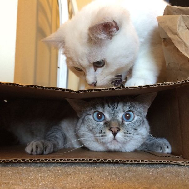 Az instagram elgnépszerűbb macskája - hihetetlenül cuki