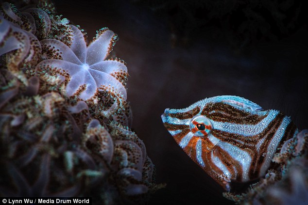 Amatőr fotós lélgezetelállító képei az óceán mélyéről