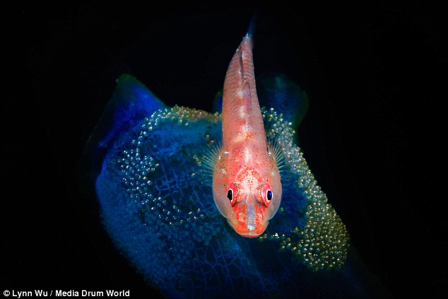 Amatőr fotós lélgezetelállító képei az óceán mélyéről