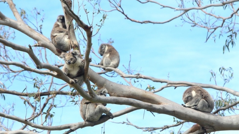 Megtizedelik a koalákat Victoriában