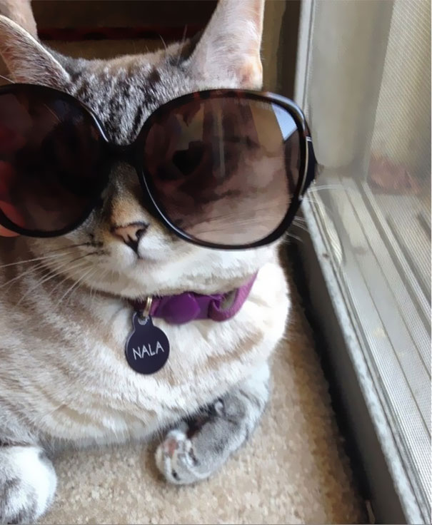 Übercuki: Nala cica, az instagram sztárja