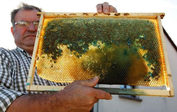 Színes mézet gyártanak a méhecskék