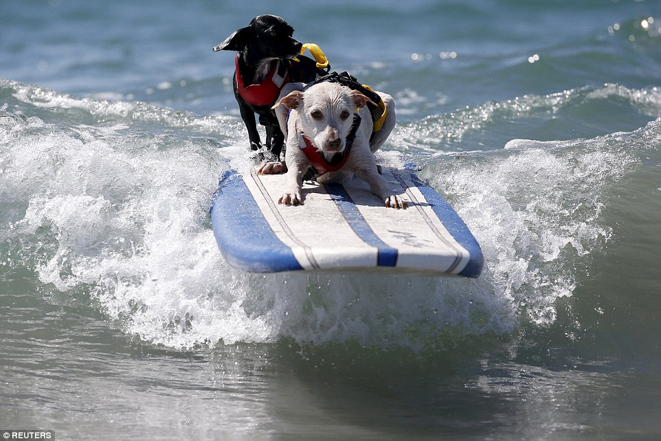 Szörf: extrém sport kutyáknak - képek