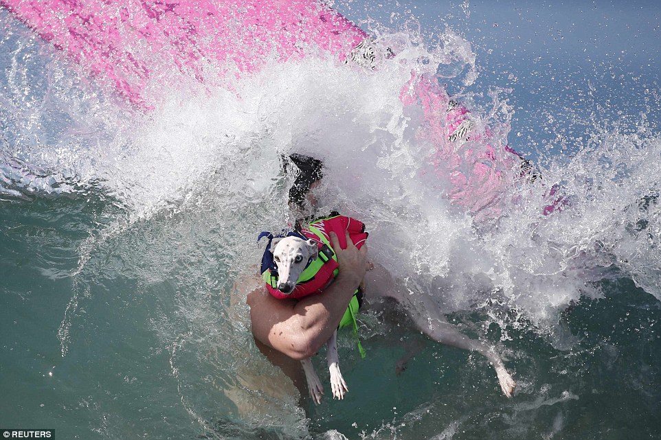 Szörf: extrém sport kutyáknak - képek