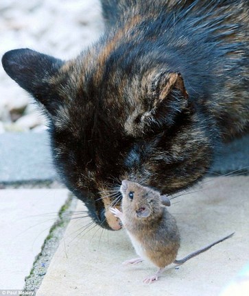 A macska játszani akart, az egérnek meg nem volt nagyon választása -Tom és Jerry a valóságban