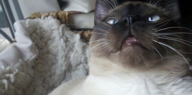 17 macska, akik megőrülnek a macskamentától - vicces képek