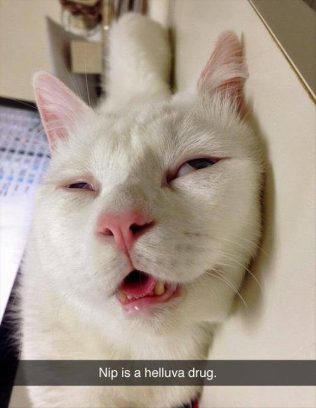 17 macska, akik megőrülnek a macskamentától - vicces képek