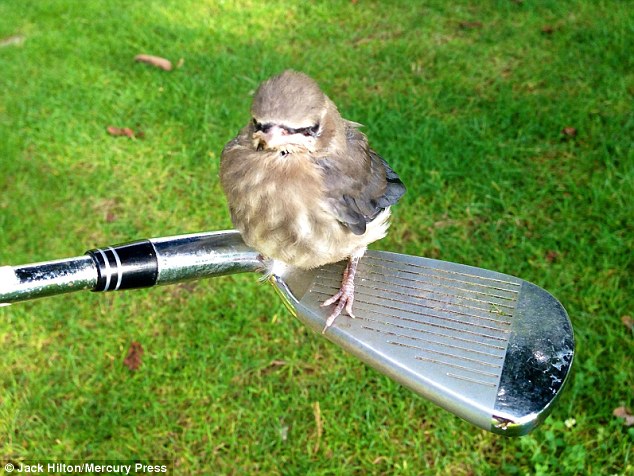 Angry bird a valóságban