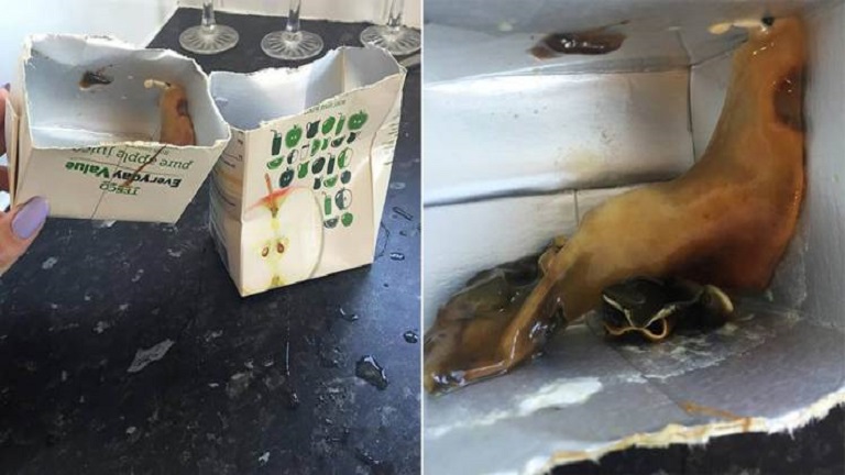 Gusztustalan, Alien-szerű lényt találtak a Tescos almalében