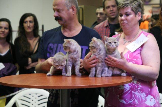 Szőrös óriások és pucér szépségek - macskakiállítás volt Budapesten