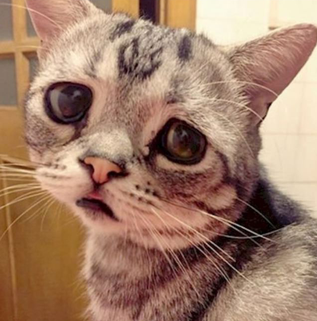 Luhu, a legszomorúbb cica a világon