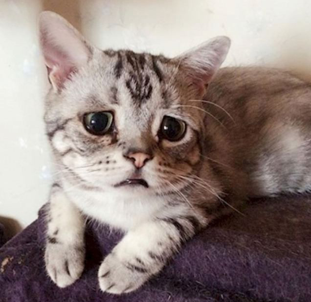 Luhu, a legszomorúbb cica a világon