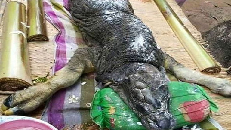 Bivalytestű-krokodilfejű állatra bukkantak