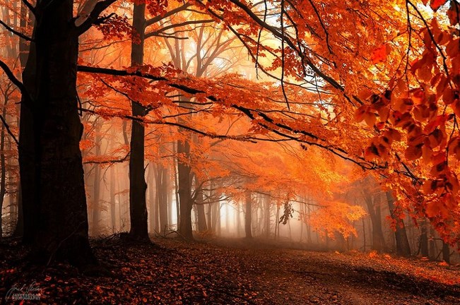 Soha nem láttál még ilyen szépet! -Őszi erdő Csehországban