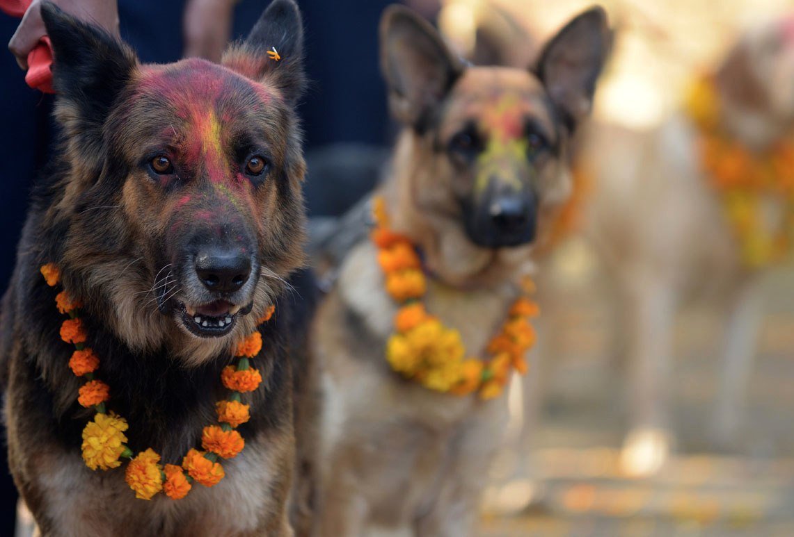 Hallottál már a nepáli kutyafesztiválról?