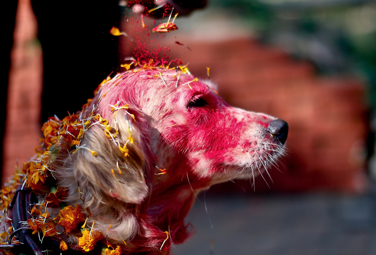 Hallottál már a nepáli kutyafesztiválról?