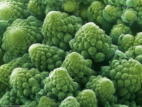 Így néz ki az ebéded mikroszkóp alatt