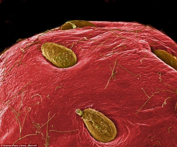 Így néz ki az ebéded mikroszkóp alatt