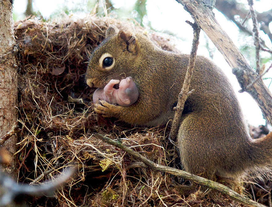 A legcukibb anyukák és kicsinyeik az állatvilágból