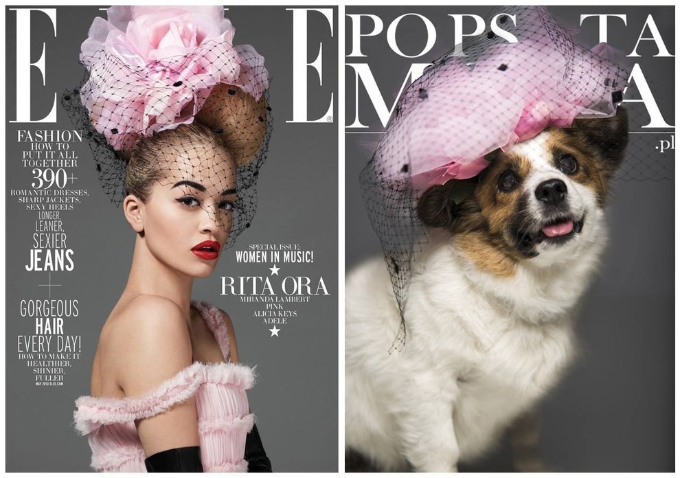 Szuper kezdeményezés: híres címlapokat fotóztak újra megmentett kutyákkal