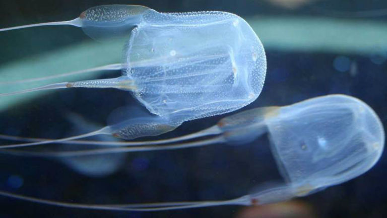 Belehalt a medúzacsípésbe egy német turista Thaiföldön