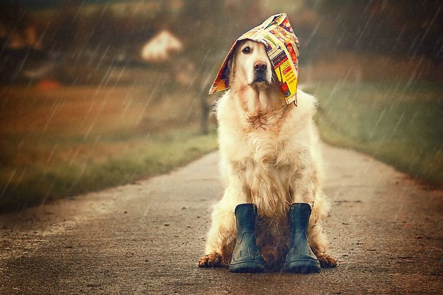 Szívmelengető őszi képek kutyusokkal  Egy “amatőr