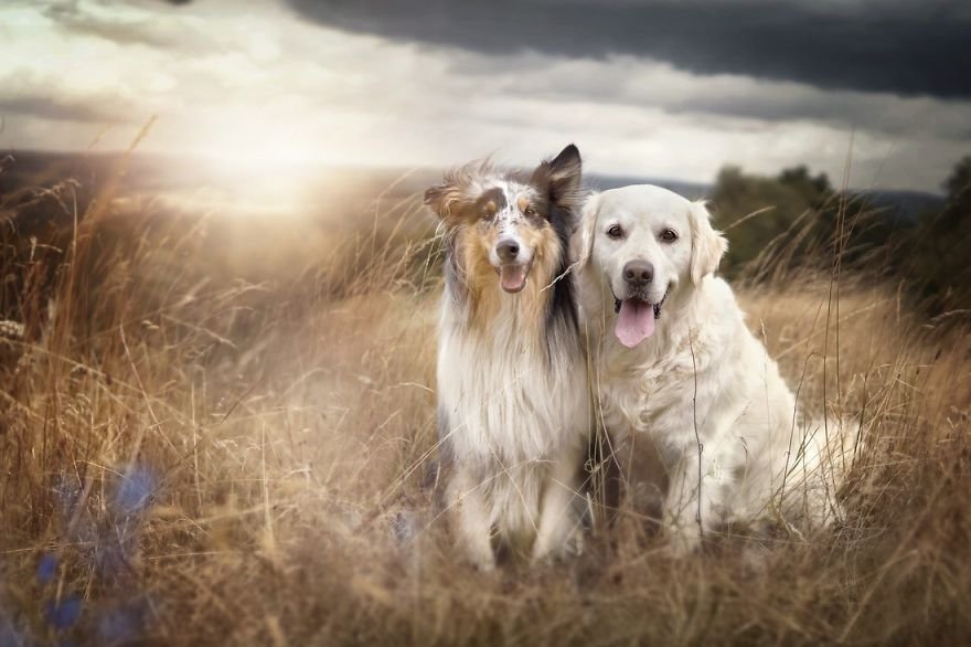Szívmelengető őszi képek kutyusokkal  Egy “amatőr