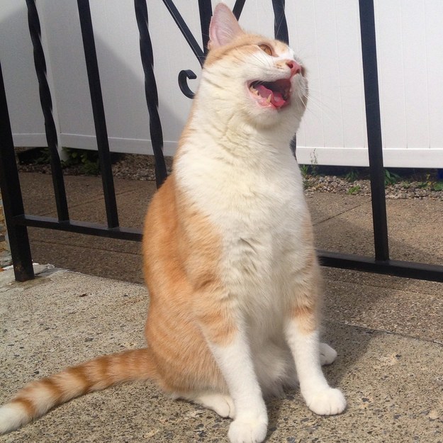 Íme, a világ legboldogabb macskái - vicces képek