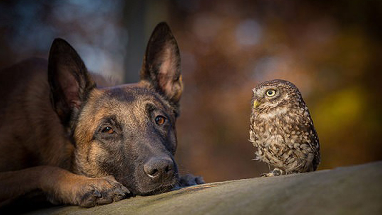 Szokatlan barátság: a kutya és a bagoly
