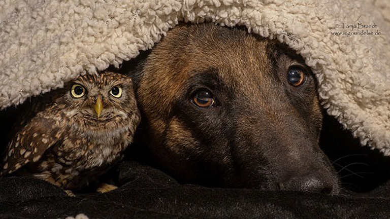 Szokatlan barátság: a kutya és a bagoly