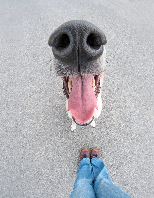 22 dolog, aminek az emberek és a kutyák is ugyanúgy örülnek