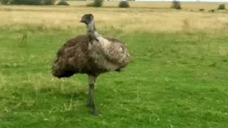 Letartóztatták a randalírozó emut