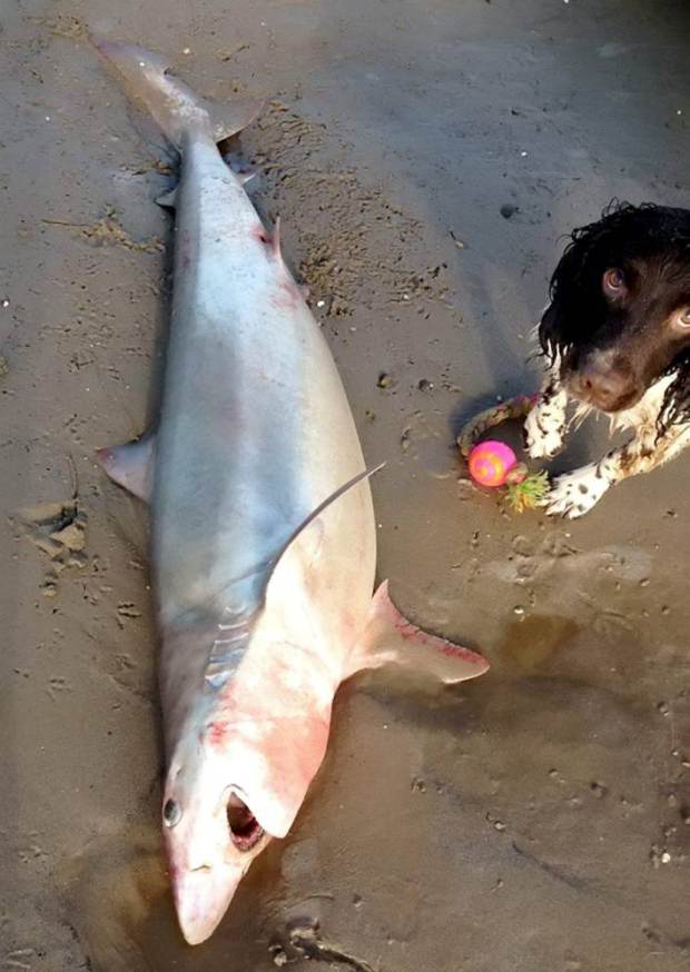 Cápát találtak a brit tengerparton