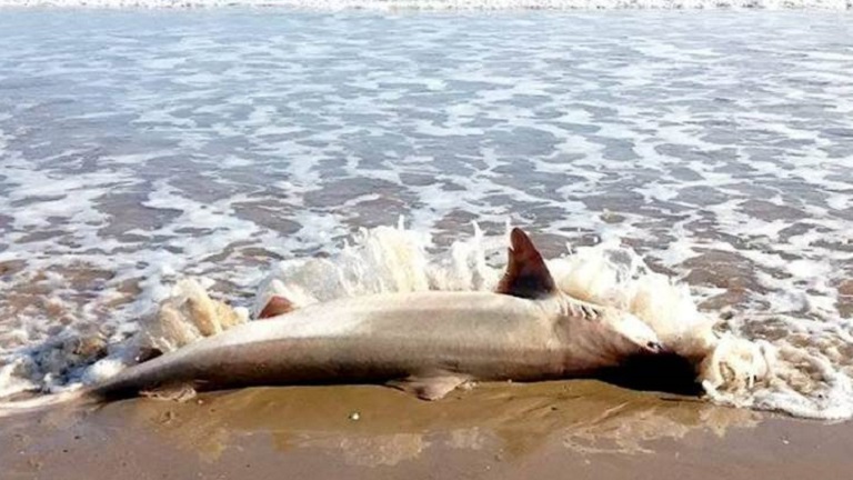 Cápát találtak a brit tengerparton