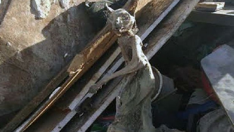 Rémisztő mumifikálódott macskára bukkantak - fotó