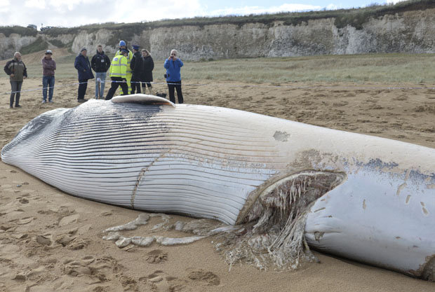 Újabb hatalmas állat hever a brit tengerparton - fotó