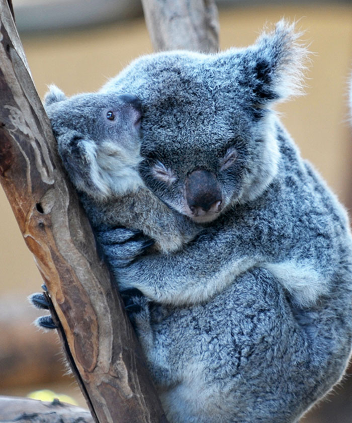 Ünenpeljük meg az ölelés világnapját tündéri ölelkező állatokkal - képek
