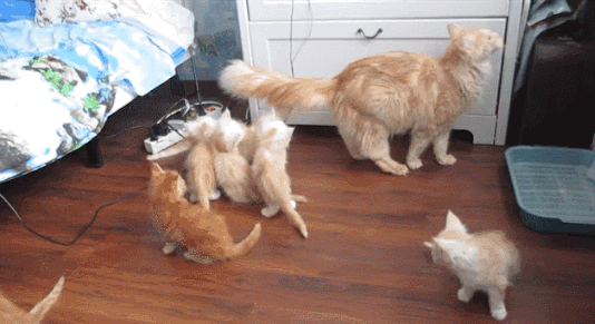 17 ici-pici macska csapat, akik leigázzák a világot annyira cukik - gifek